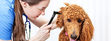 Veterinary Nurse